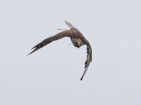 Ger- und Sakerfalke 026